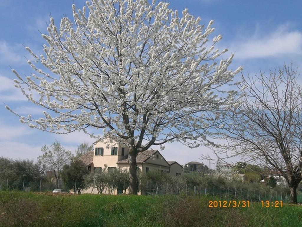 לינה וארוחת בוקר אוסימו I Ciliegi מראה חיצוני תמונה